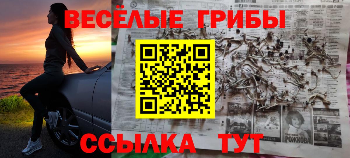 Псилоцибиновые грибы Psilocybe Заводоуковск